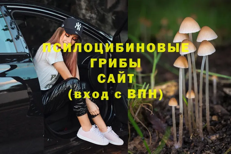 цены   Енисейск  Галлюциногенные грибы Psilocybe 